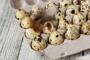 quail eggs in Cardboard rack on background with feather