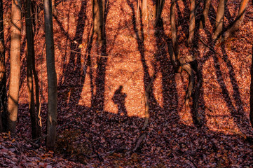 Shadow man in the fall foliage.