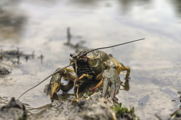 crayfish