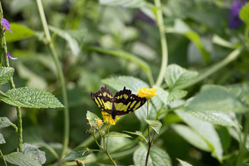 Schmetterling