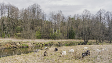 Goats grazing in the forest brook. Pasture livestock.
