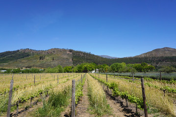 Fototapeta na wymiar Capetown vineyard in Mountain background