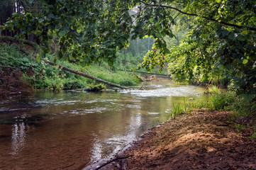 A view of the beautiful forest stream from behind the tree branc