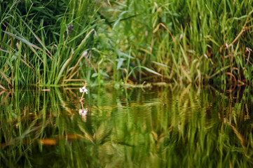Small flower above the water surface of the river.