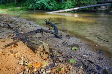 Spring river flowing in a valley. Stitched Panorama