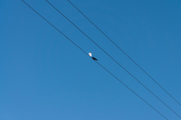Silhouette of birds on a background of the moon.