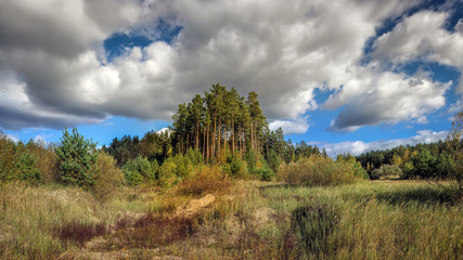 Obraz premium Autumn pine forest on the background of sky and cumulus clouds.