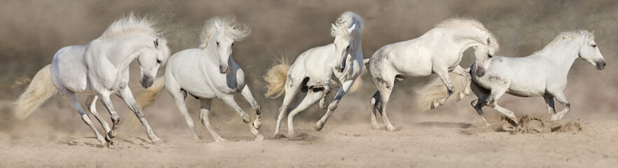 Plakat White horse herd run in desert dust. Panorama for web