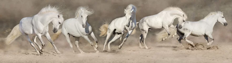 Fotobehang White horse herd run in desert dust. Panorama for web © callipso88