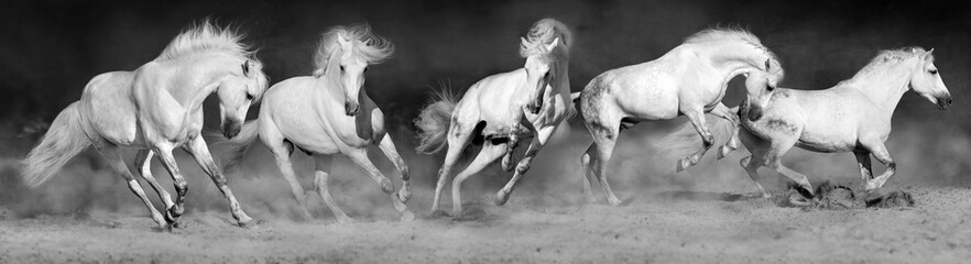 Horses run gallop in sandy field. Panorama for web black and white