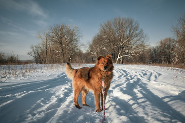 dog walking in winter