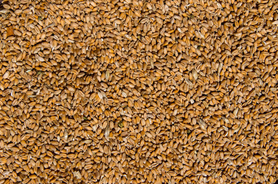Whole background of wheat grain.