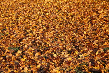 Herbst Bäüme und Blätter
