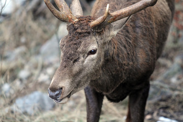 deer in Abruzzo National Park