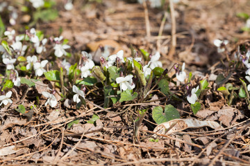 Viola odorata - plant with beautiful spring flowers - blue or white
