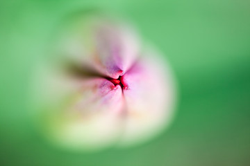 Abstract photo with tulip petals 