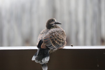 鳩