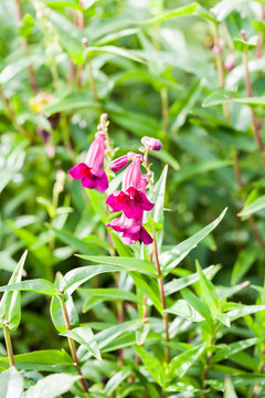 Penstemon (Lady Alice Hindley) - beautiful flowers in Kew Gardens, London