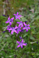 Blue Bell flowers with natural background
