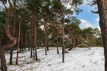 zimowy las sosnowy 
