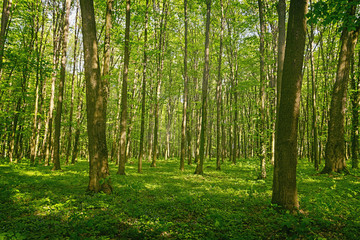 Green forest background