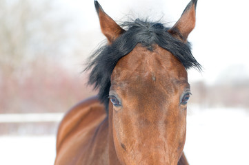 Horse bay color portrait in winter