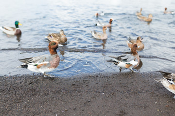 Feeding duck