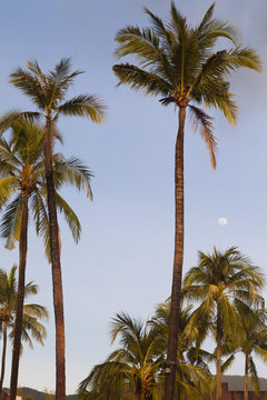 Palm trees against the background of the sky