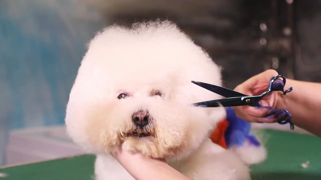 Groomer making a stylish haircut of Bichon Frise dog at pet salon

