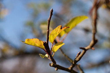leaves against the sunlight