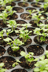 plant nursery