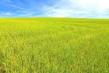 Obraz premium Green wheat field with blue sky