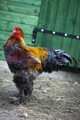 Brahma rooster in a free range farm.