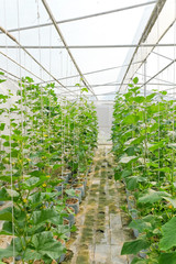 Greenhouse plantation of melon farm