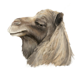 Cartoon artistic looking camel - illustration for children