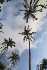 Obraz na płótnie Canvas Palm trees against the background of the sky