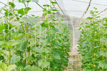 Greenhouse plantation of melon farm