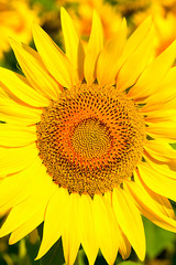 Naklejka premium Sunflower close-up