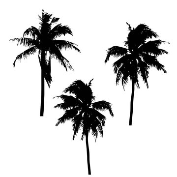 Realistic SilhouetteTropical Coconut Palm Tree, black silhouettes and outline contours on white background. Vector