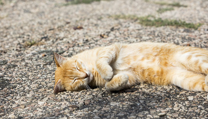 wild street cat
