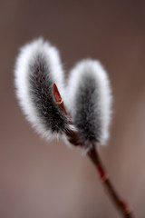 ネコヤナギの花穂