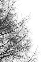 top of larch in winter black and white graphic natural backgroun