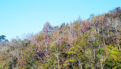colors and known for its beautiful  leaves on mountain