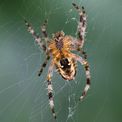 Ragno - Macro