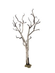 Fototapeta premium tree isolate on white background 