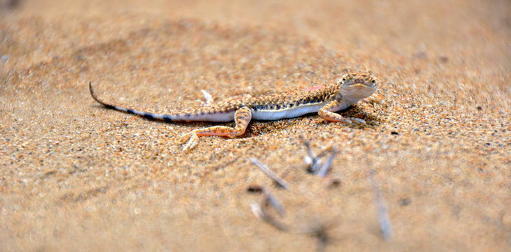Die W&uuml;ste lebt - kleine Echse im Sand