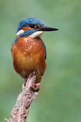 Kingfisher