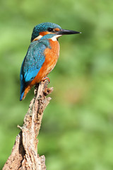 Kingfisher