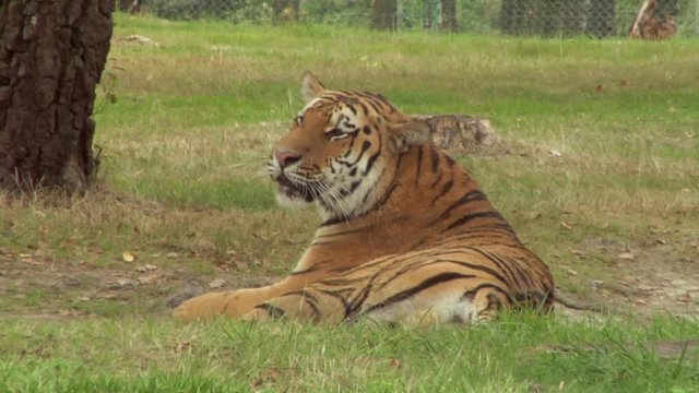 A tiger