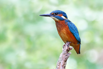 Kingfisher